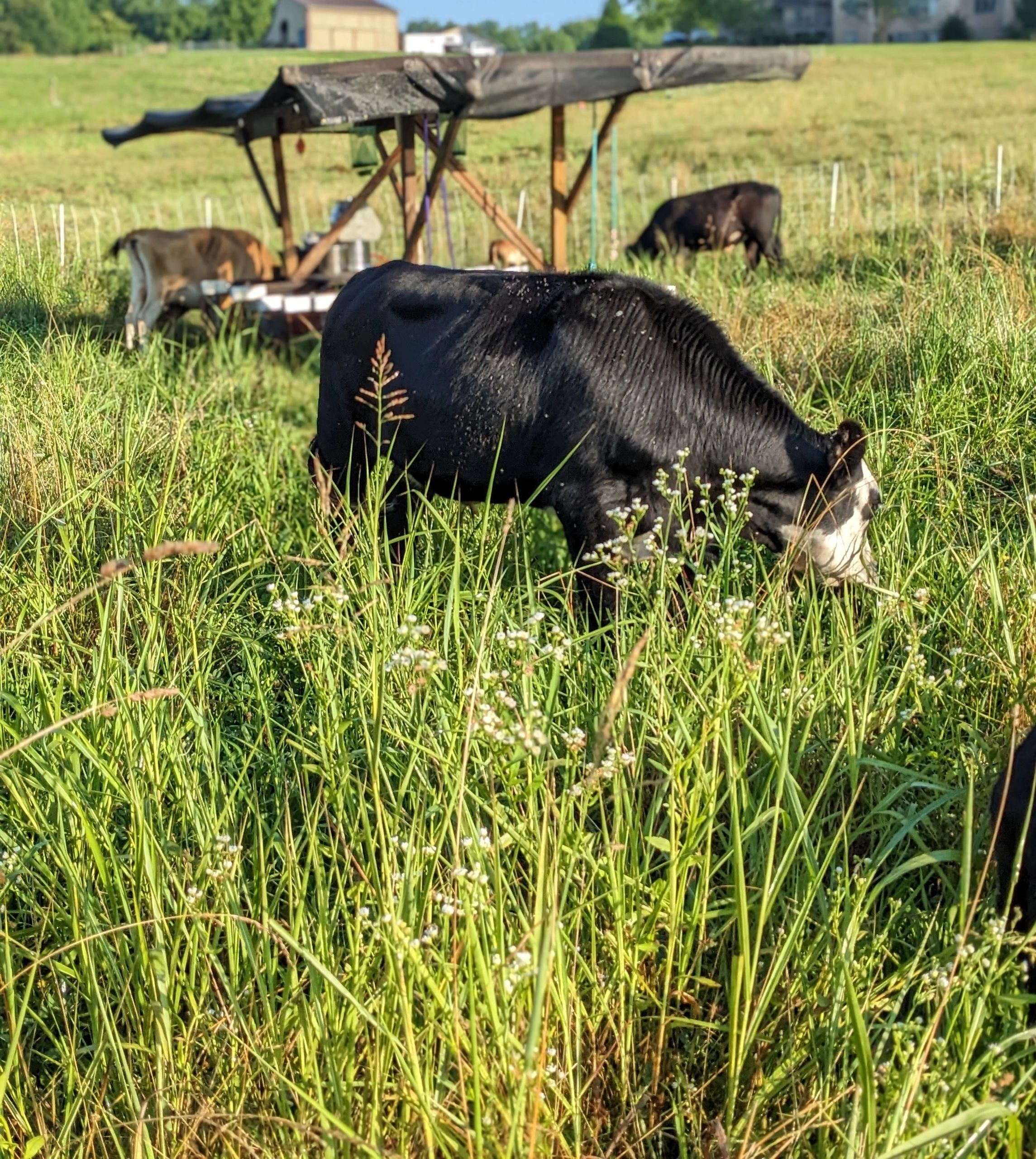 Suncatcher Farm Beef
